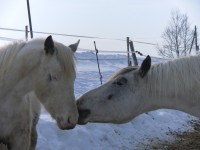 etologia del cavallo