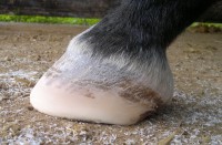 piede scalzo cavallo